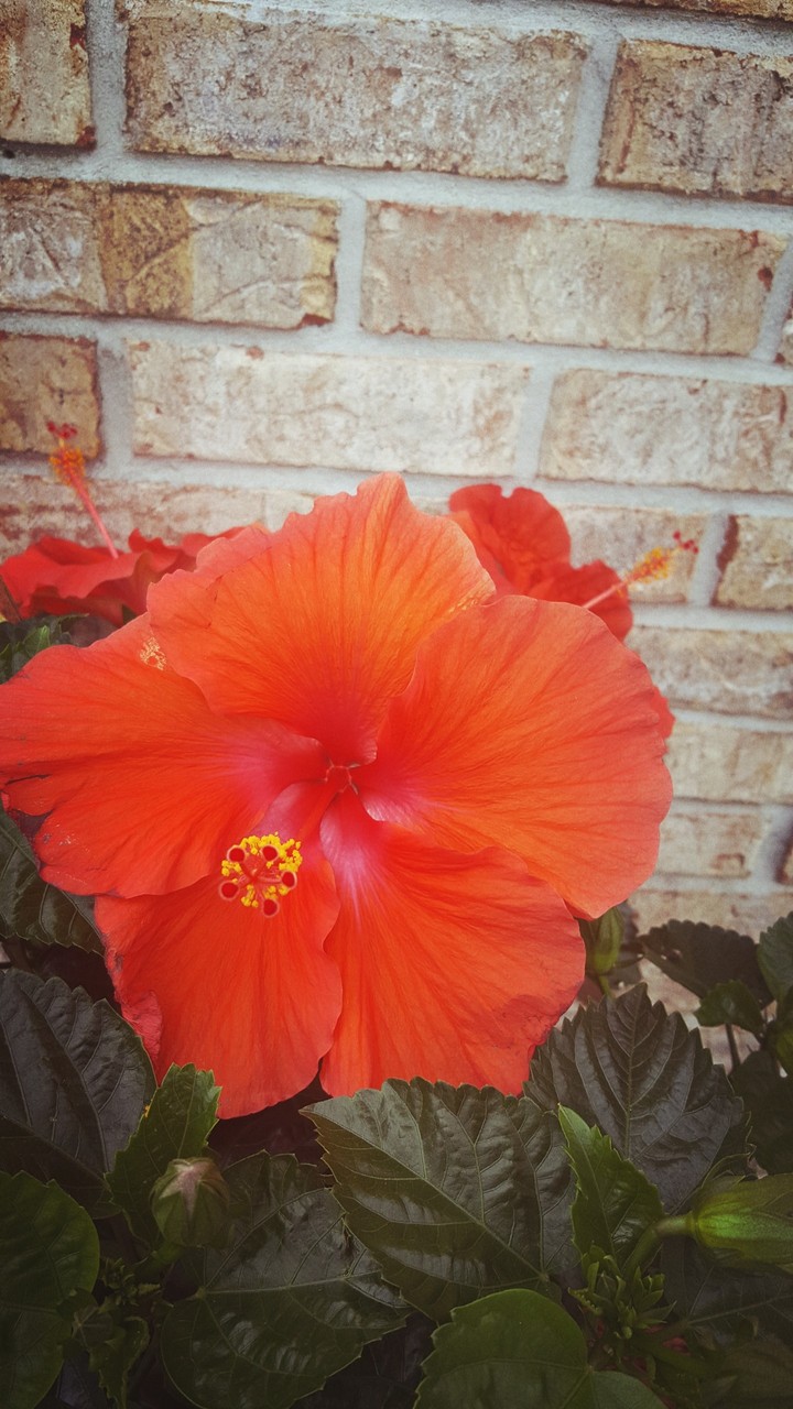 Hawaii flower