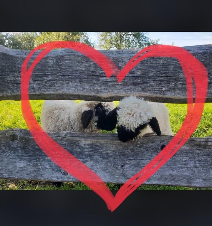 sheep