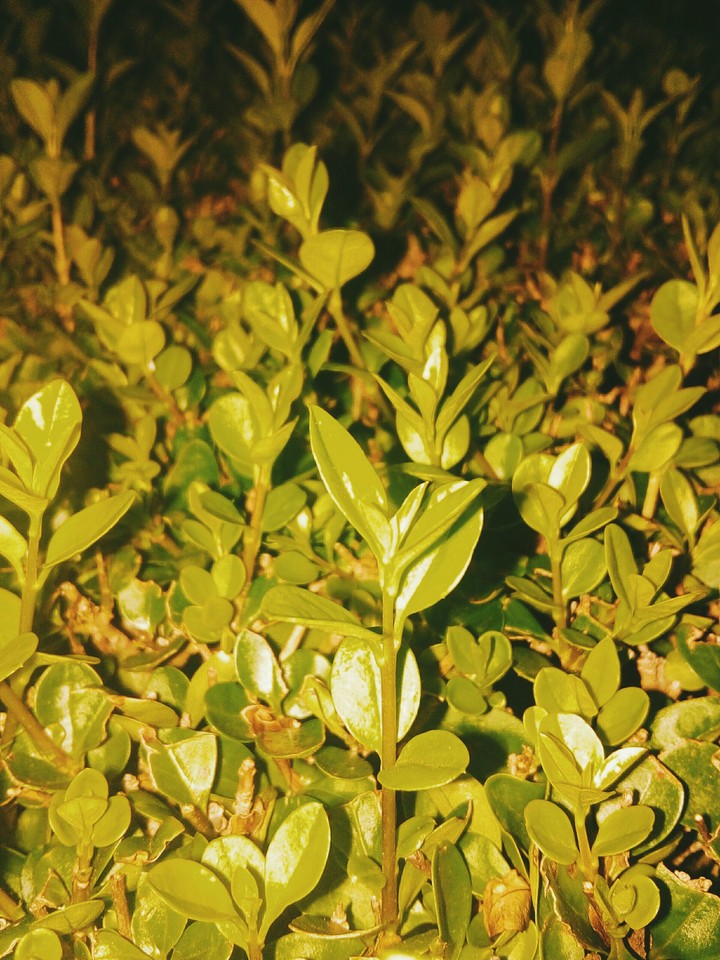 Green Plants