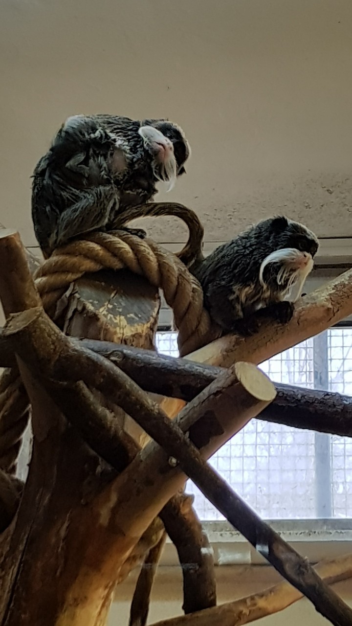 BURSA ZOO