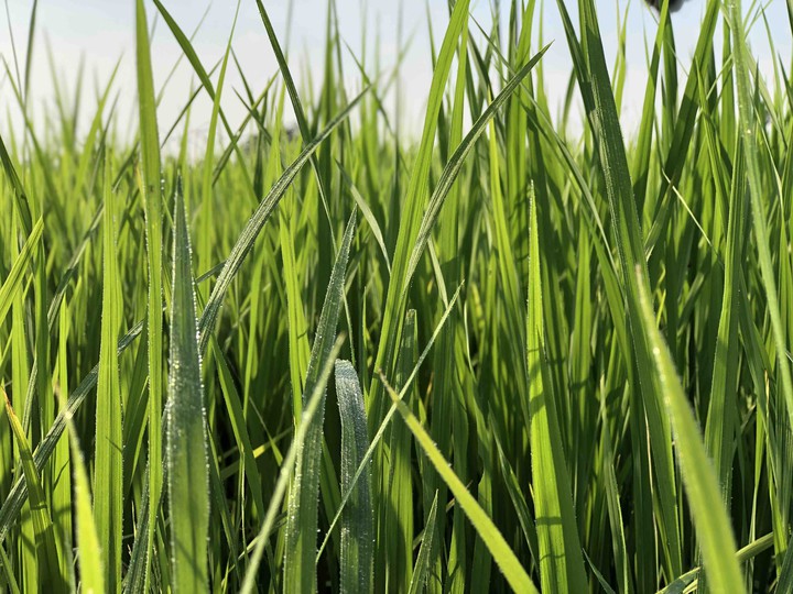 Beautiful Grass