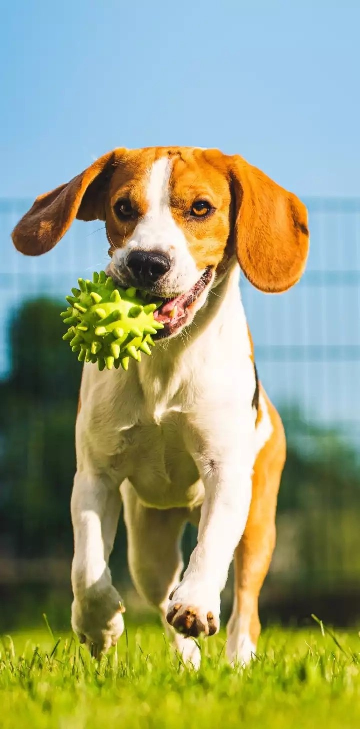 playful dog