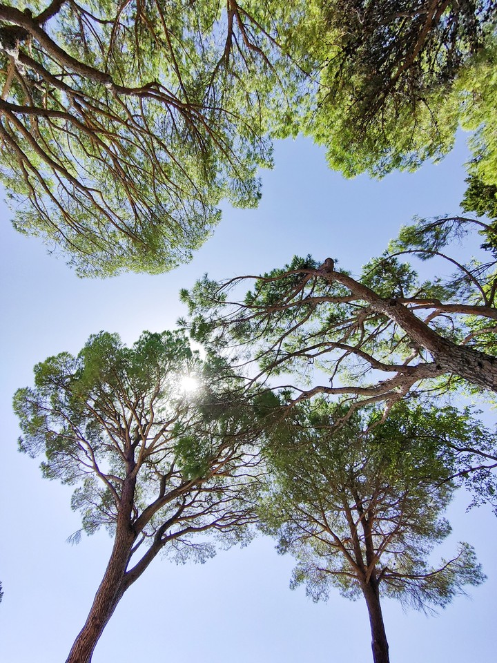 Sky and trees