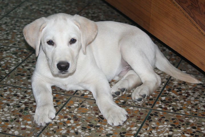 Mr Marley :)