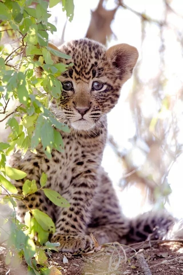 Cheetah