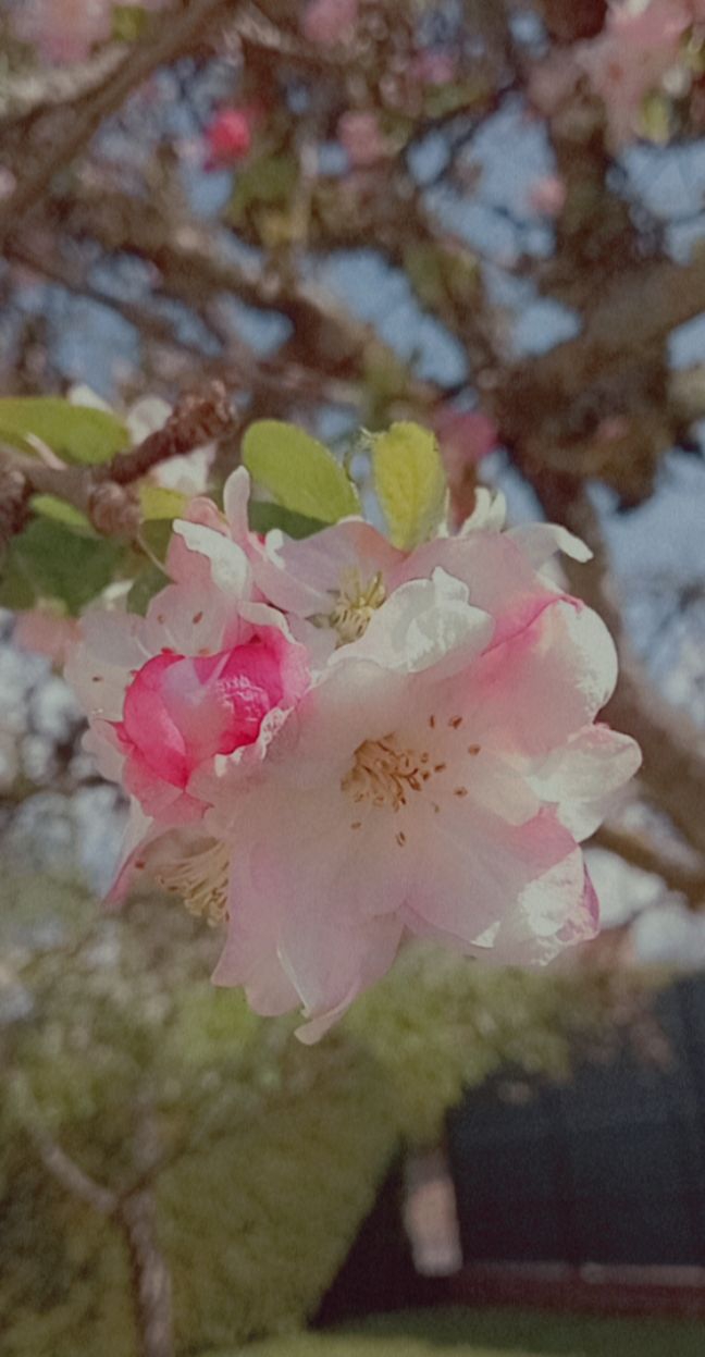 fleur de pommier