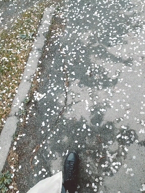 весна