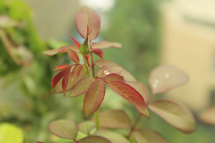 raindrops in the morning ...