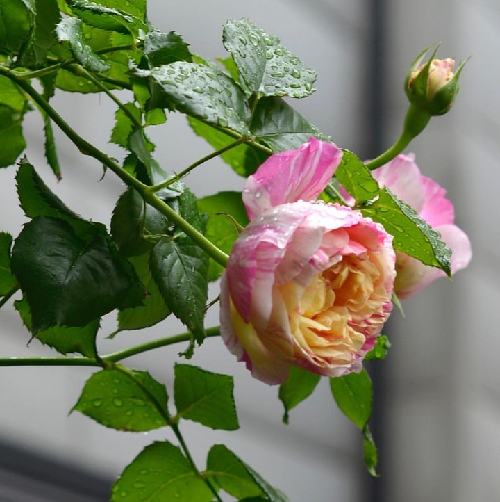 after rain