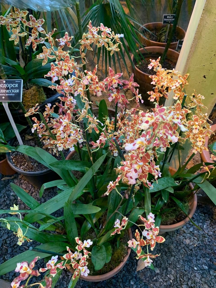 orchid