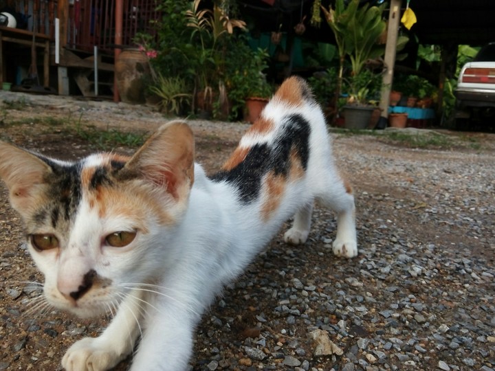 #cat #pet