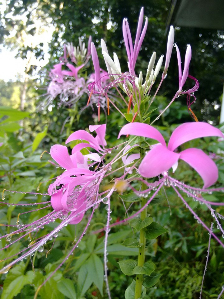 special flower