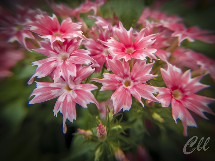 small reddish flower....