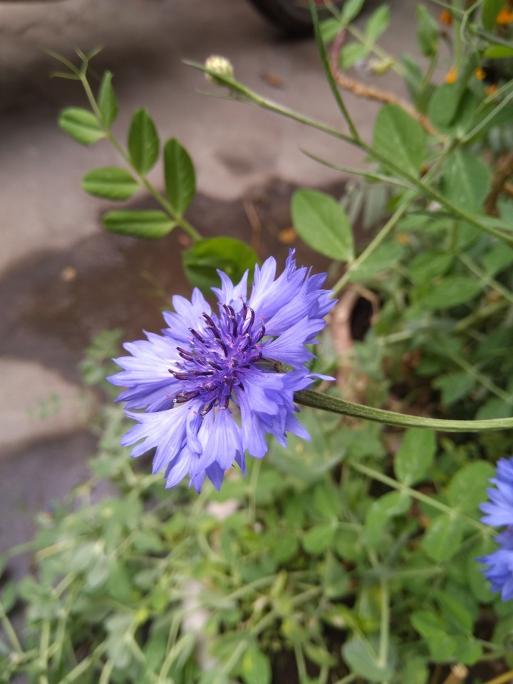 flower