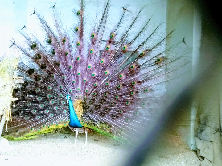 peacock