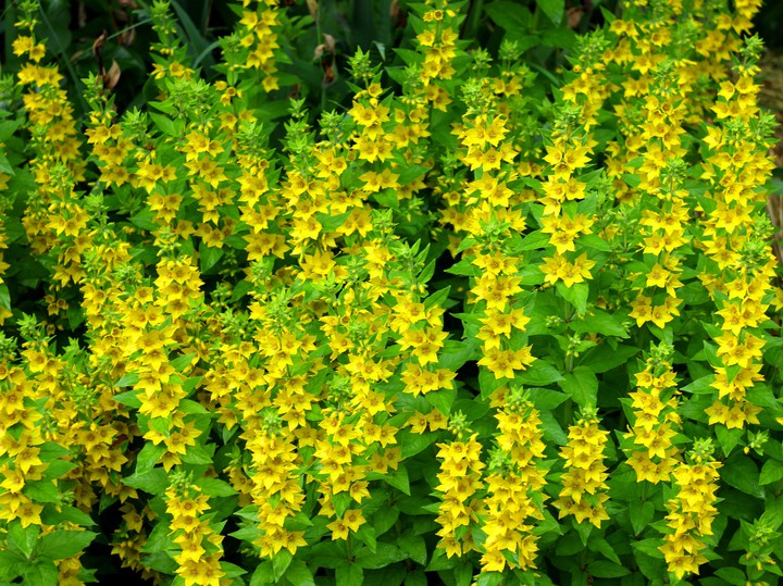 Wallpaper. Yellow flowers