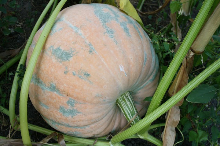 Pumpkin in the back garden