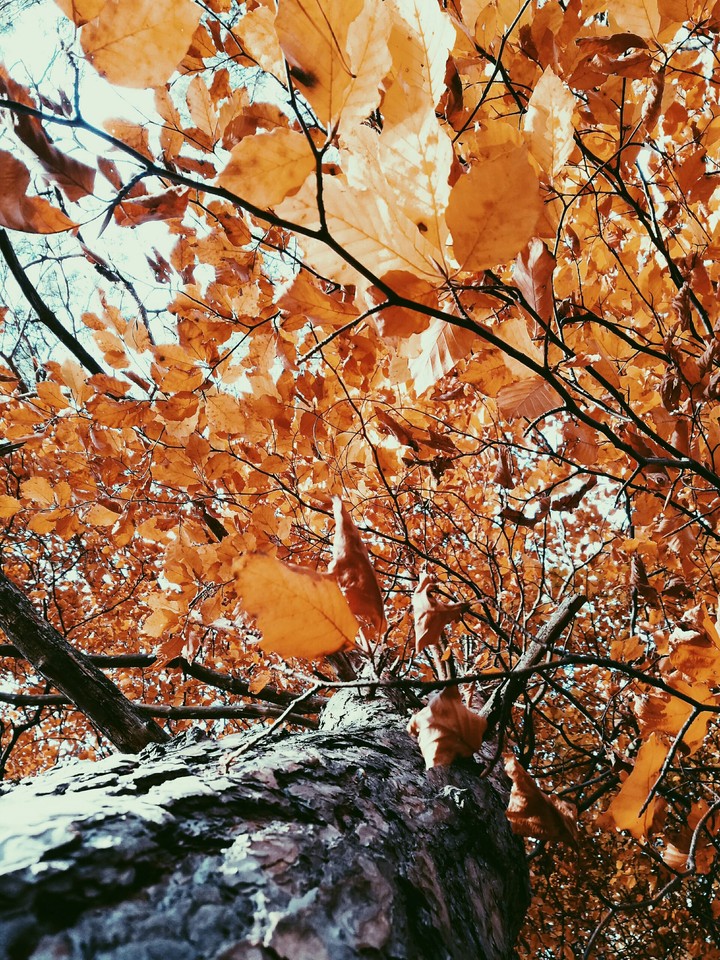 autumn leaves.
