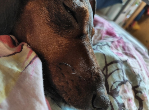 Liver, canidae wallpapers