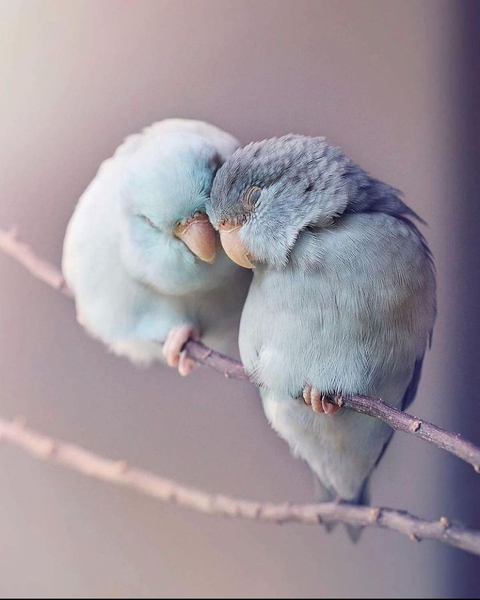 LOVEBIRDS