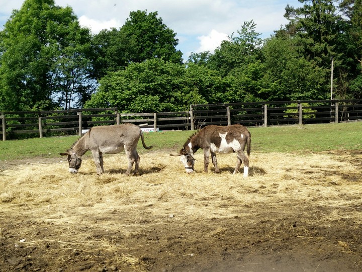 donkeys