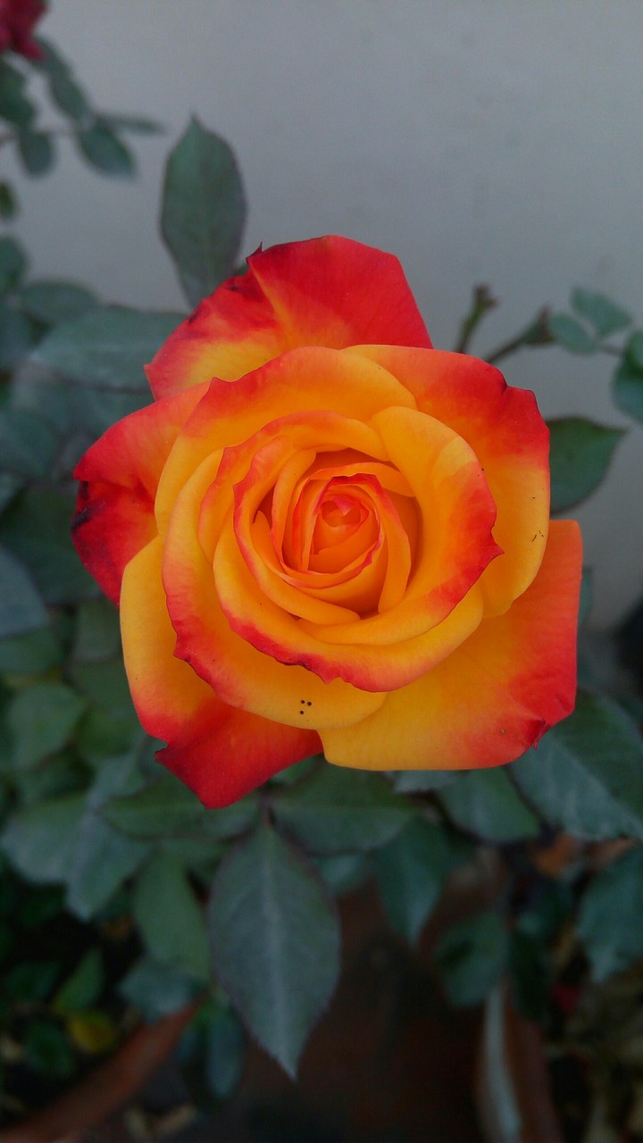 rose on fire