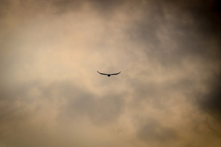 fly