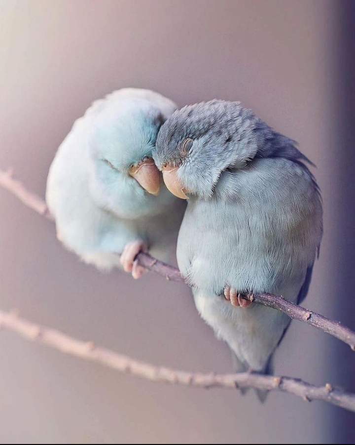 LOVEBIRDS