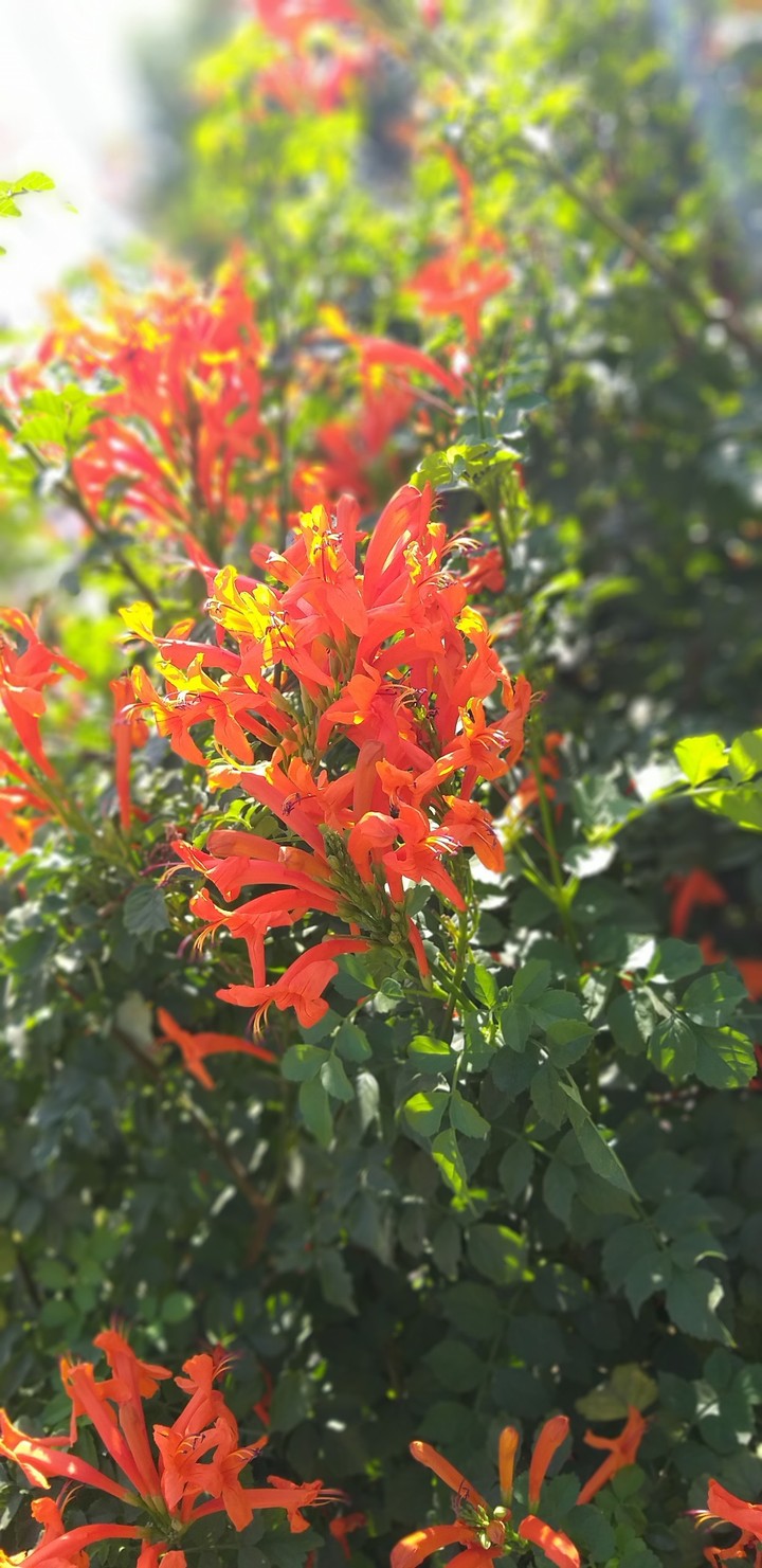 flawer