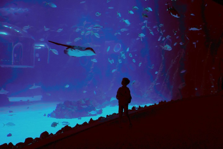 Fascination