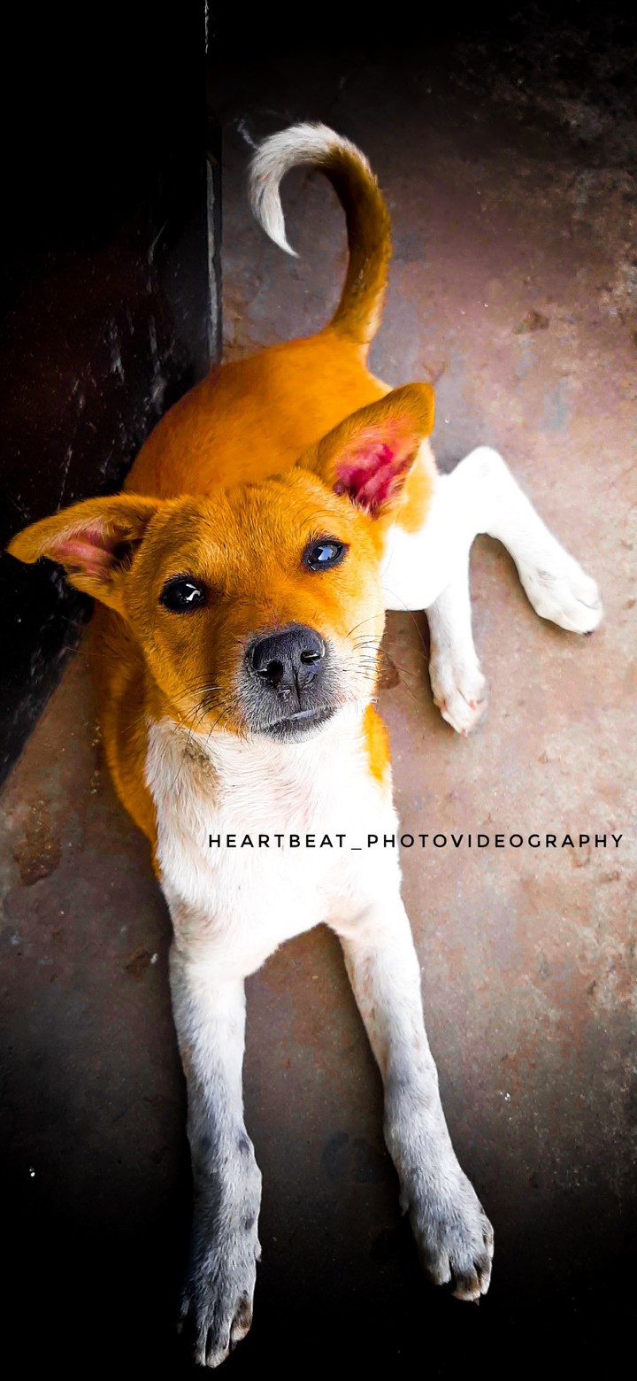 Cute Dog