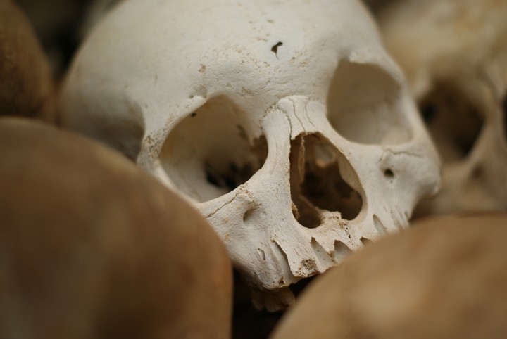 Human Skeleton