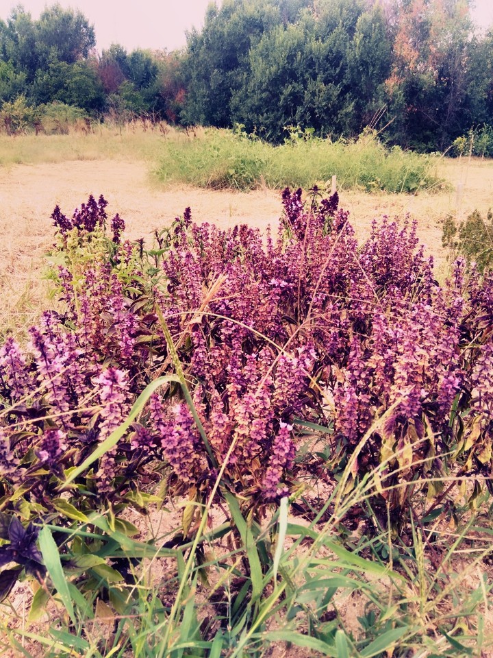 çiçekler flowers