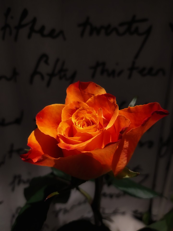 Winter Rose