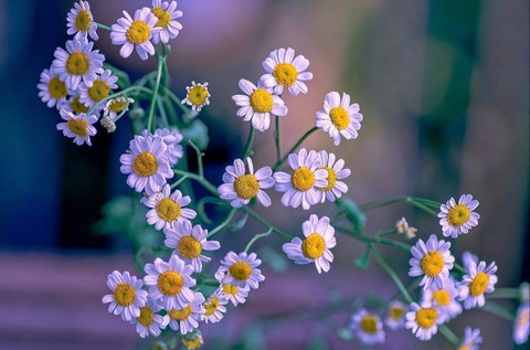 Chamomile