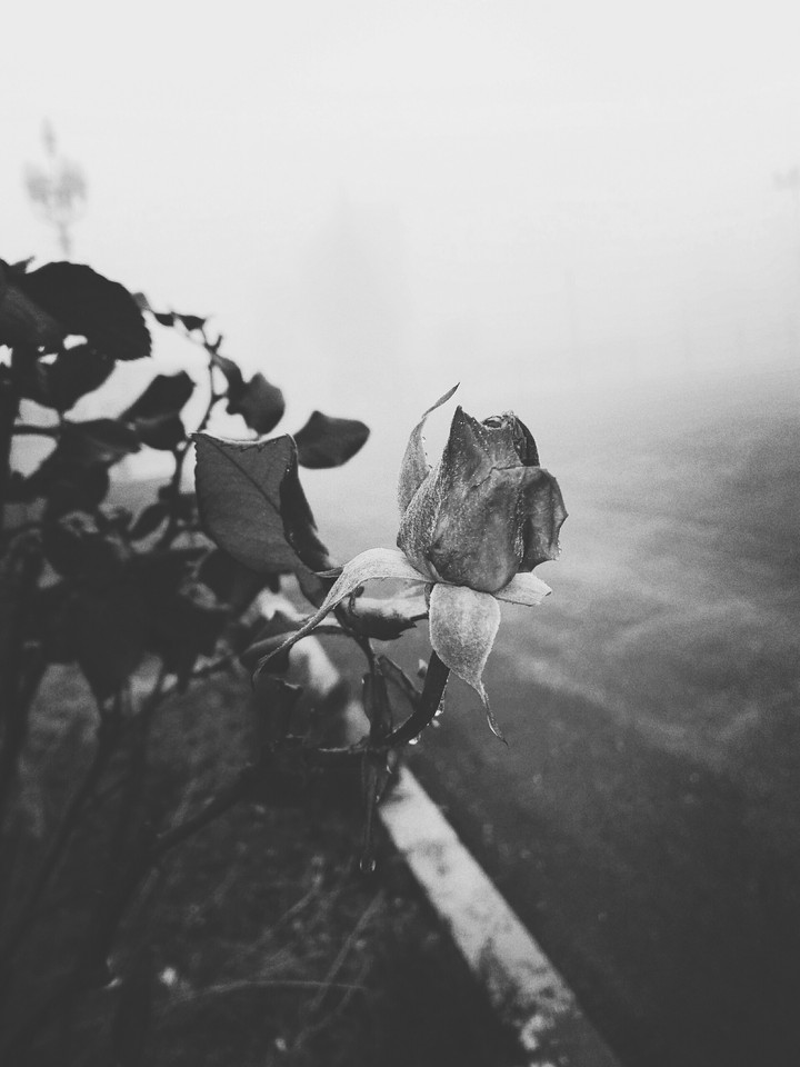 gray flower