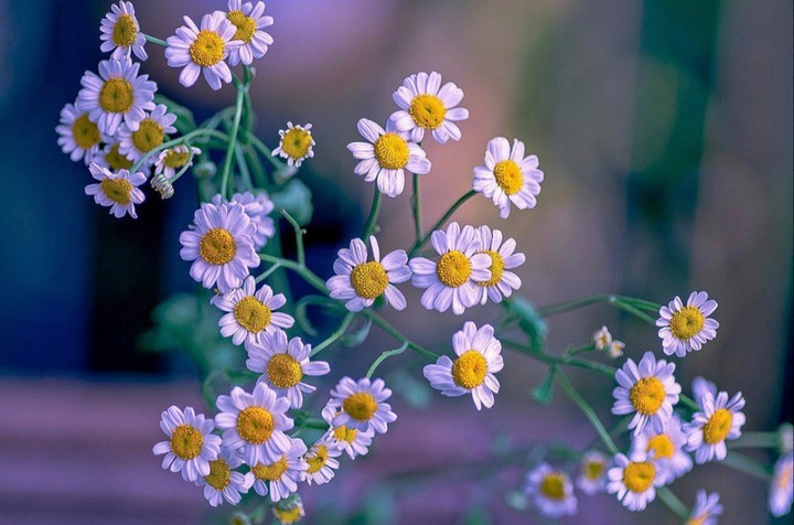 Chamomile
