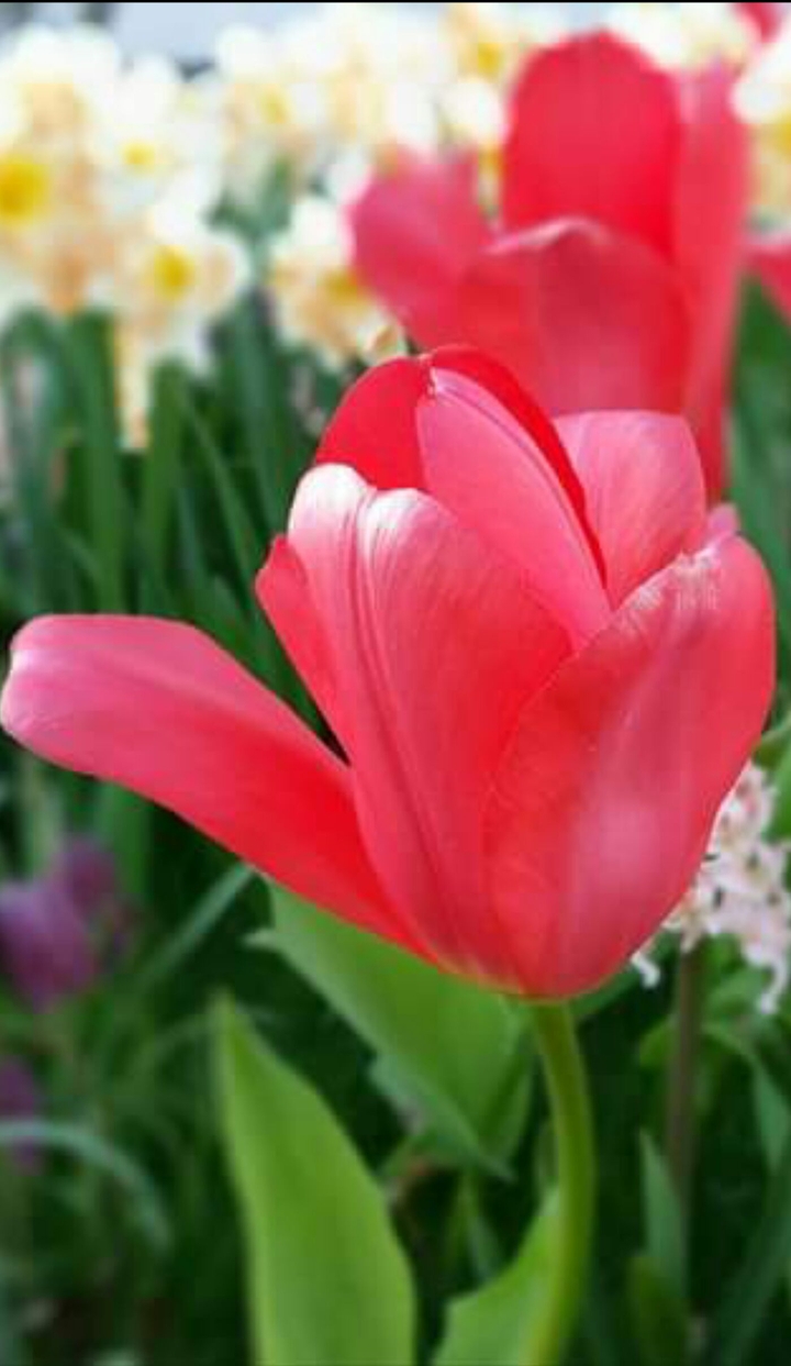 my garden