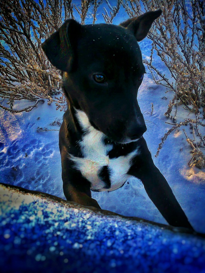 favorite dog