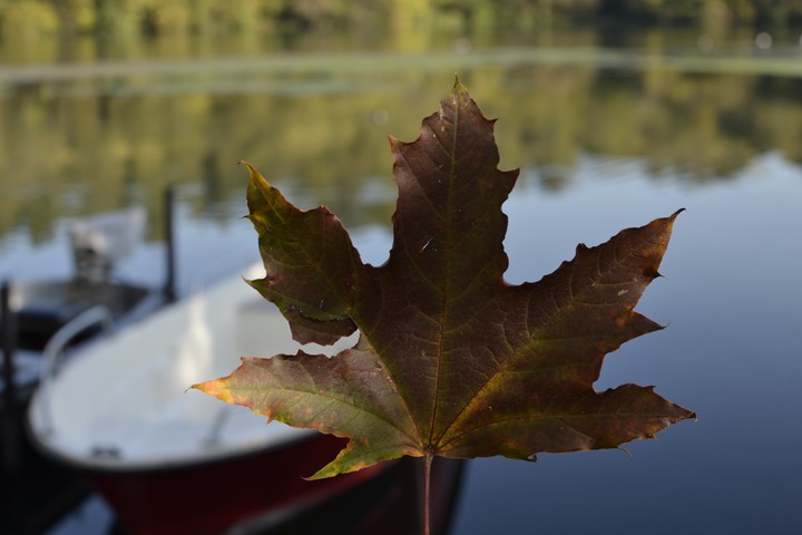 Autumn leave
