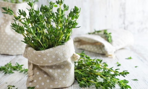 Thyme