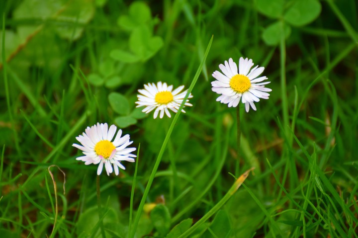 flowers