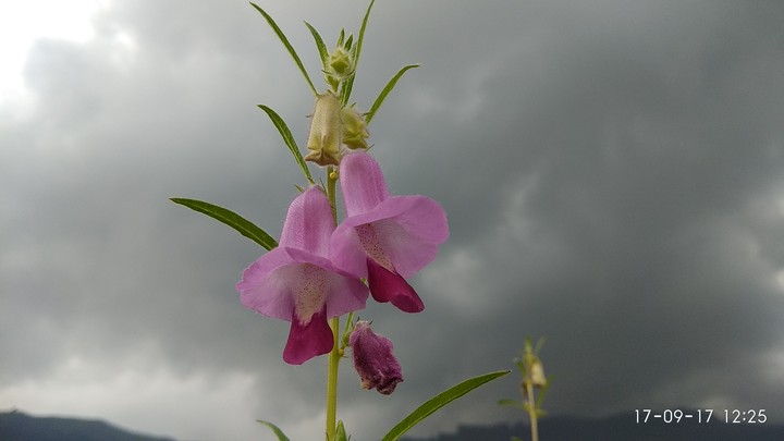 flower