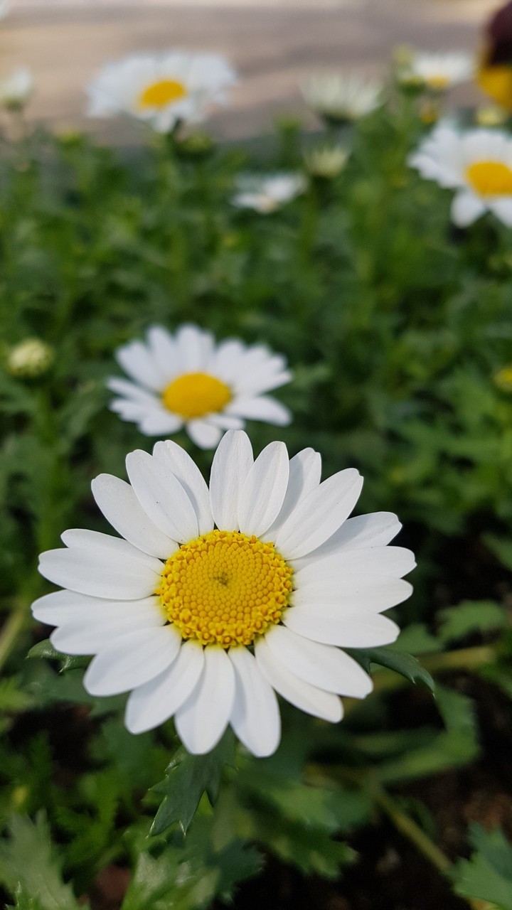 마가렛