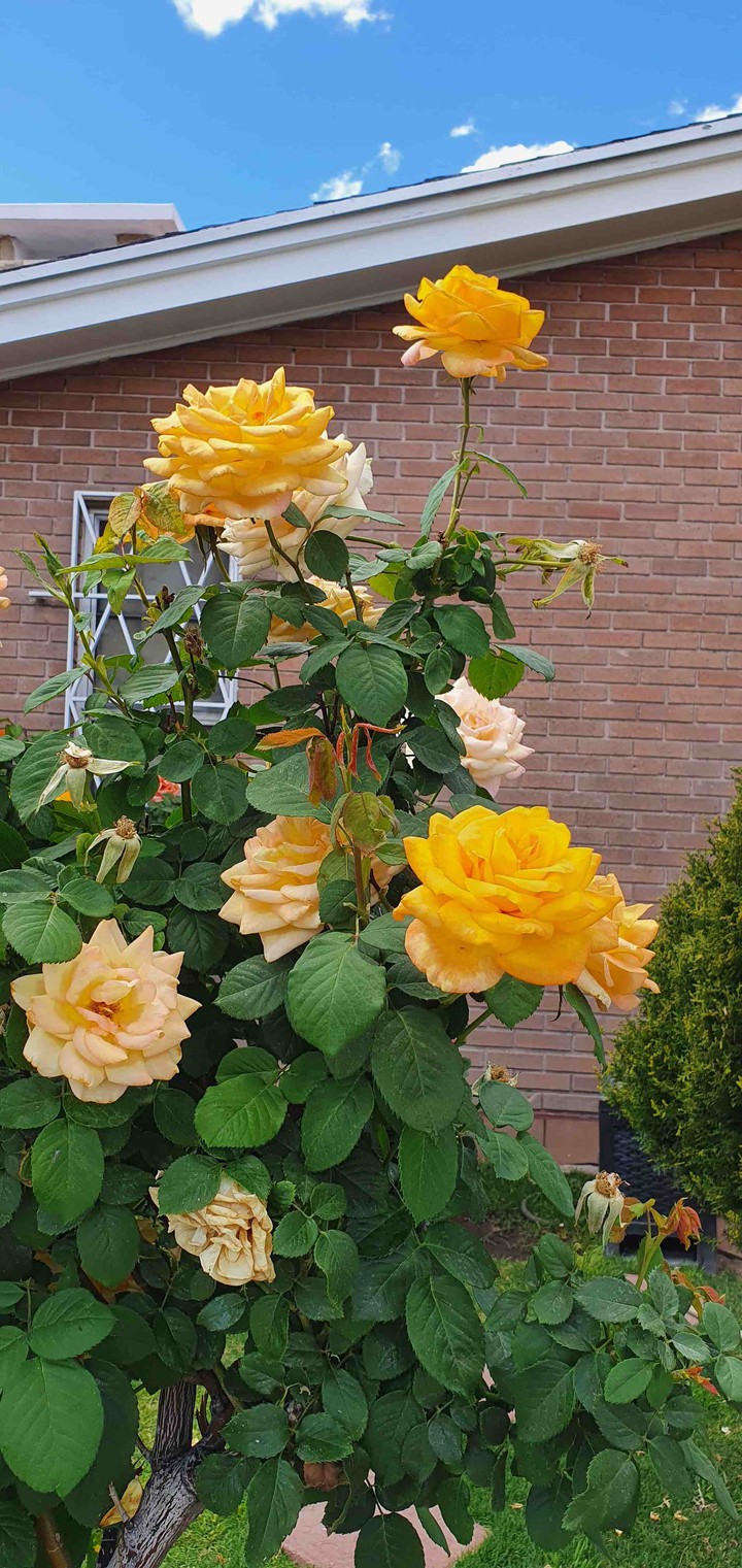 flores