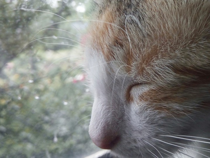 кошка