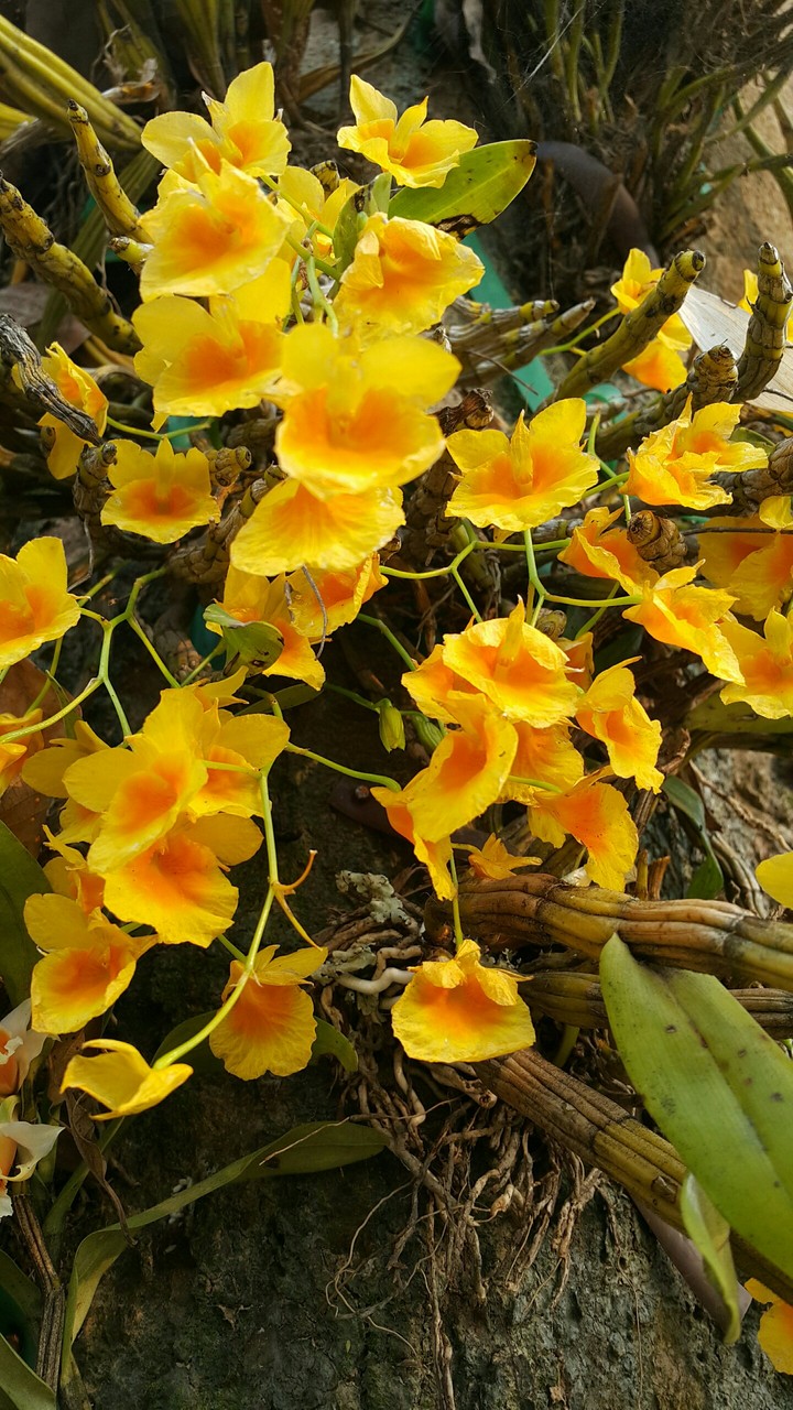 yellow flowers