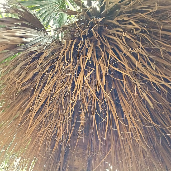 ## dry nature ##@@