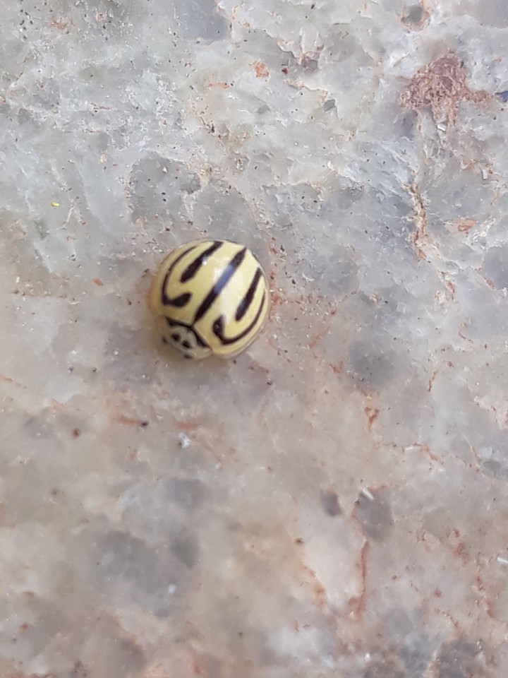 Tiny Bug
