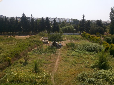 Field